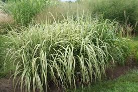 Miscanthus Sinensis Cabaret 150 Cm Miscanthus Cabaret Ornamental Grasses Landscape Nursery
