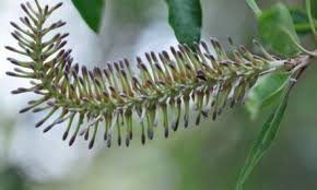 Image result for Commiphora viminea