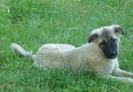 Your neighbor poses a deaf ear to your requests of keeping his dog under control, your cat is terrified of heading out for his evening stroll, your flower bed as seen, there are many peaceful and humane solutions to keeping rover out of your yard. How Can I Humanely Keep Neighbor Dogs Out Of My Yard