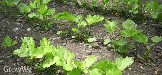 Parsnips can be started indoors. Perfect Parsnips Every Time