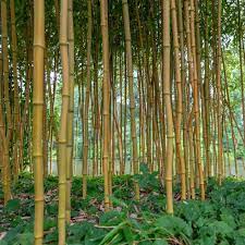 It isn't too tall and is one of the strongest and most upright making it the perfect choice for a dense privacy screen or hedge, even close to walkways and driveways. Golden Bamboo Hedge Phyllostachys Aurea Best4hedging