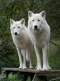 White wolves 3:cry of the white wolf trailer 1998 director: Moonday Night Howl With Lola 9 2 2019 Fml Main Chatter Chatter Fantasy Movie League