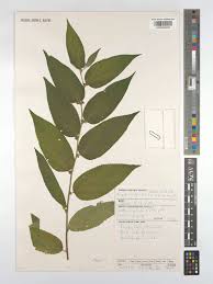 Image result for Trema sp A