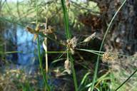 Image result for Bolboschoenus glaucus