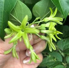 Image result for Telosma africana