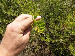 Image result for Searsia rehmanniana