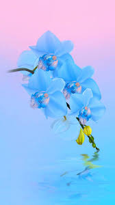 Dark blue fractal flower with golden rays. Light Blue Flowers Uhd Wallpaper 0459