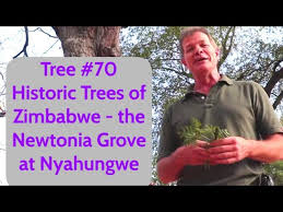 Image result for Newtonia hildebrandtii