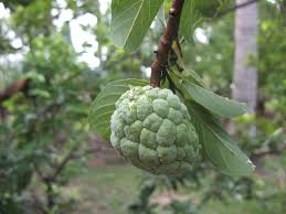 Image result for Annona reticulata