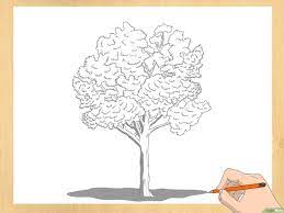 Del resto, questi amano particolarmente la natura e trascorrere del tempo all'aria aperta! 3 Modi Per Disegnare Gli Alberi Wikihow