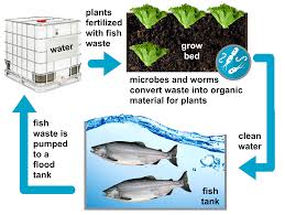 5 5 Mitigating Climate Change And Increased Food Security Through Aquaponics Systems Technology Environmental Sciencebites Volume 2