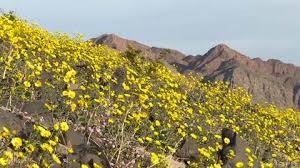 Due to el nino effects, death valley has benefited from the rains exposing dormant seeds in 1998, 2005, and again in 2016 leaving local desert residents with a visual feast of flowers. Death Valley Wildflowers May Be In The Midst Of A Rare Super Bloom The Weather Channel Articles From The Weather Channel Weather Com