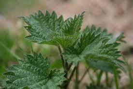 We can't answer phone calls during summer harvest. 11 Wild Edibles Ireland Ideas Wild Edibles Wild Food Plants