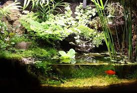 Scouring Craiglist For A Tank To Start A Paludarium Aquascape Design Aquarium Garden Aquascape