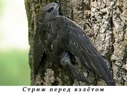 Результат пошуку зображень за запитом "стриж"