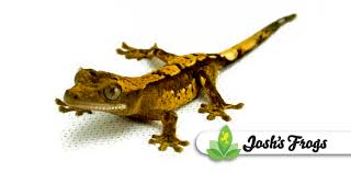 Caring For Crested Geckos Joshs Frogs How To Guides