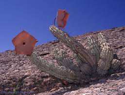 Image result for Hoodia currorii