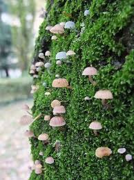 Mushrooms Growing In Moss Stuffed Mushrooms Moss Garden Flowers