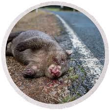 Image result for dead wombat