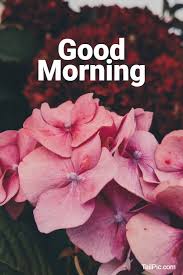 Good morning gif images with flowers hd download. 35 Best Good Morning Flowers Images Tailpic
