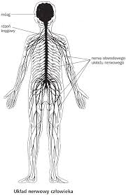 Learn vocabulary, terms and more with flashcards, games and other study tools. Regulacja Nerwowo Hormonalna Budowa Ukladu Nerwowego Biologia Opracowania Pl