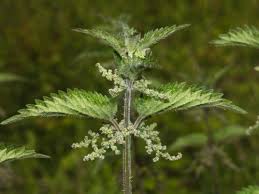 Image result for Urticaceae
