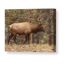 Bugling Elk #2 Canvas Print
