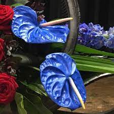 Blue Anthurium Yes No Blueflowers Nafas Flowers Nafas Flowerclub Demonstration Flowerstagram Anthurium Flower Clubs Pretty Flowers