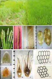 Image result for Eleocharis mutata