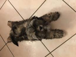 puppy growth chart crevette lhassa apso female