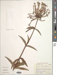 Image result for Dissotis melleri