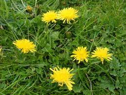 Ideally, harvest dandelion roots in the early spring, before the plants have sent up their flowers. Dandelion Flower Essence Be Here Now Saskia S Flower Essences