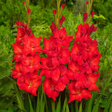 Image result for Gladiolus virgineus