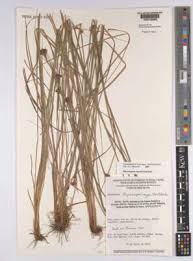 Image result for Rhynchospora rugosa