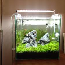 My 25l Iwagumi Tank Fish Tank Plants Aquarium Landscape Aquascape Design
