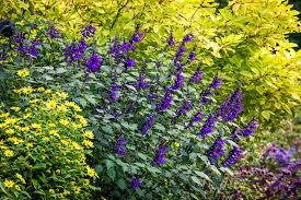 Salvia 'Amistad' (Friendship Sage): Uses, Design Ideas, Care