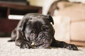 In The Newest Instalment Of Confessions Of A Pug Mum I Talk About My Struggles With Ref S Dental Hygiene And How I Am Getting Cute Pug Pictures Pugs Black Pug