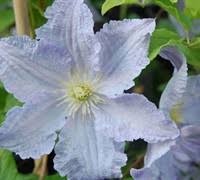 We did not find results for: Blue Angel Clematis 1 Gallon With Trellis Vines Perennial Clematis Arbors Arches Gardener Direct