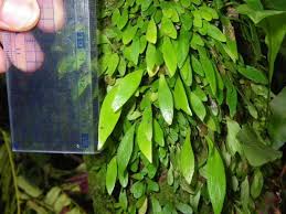 Image result for Antrophyum mannianum