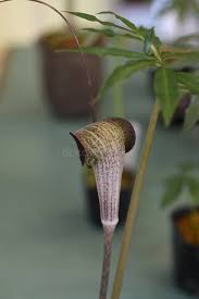 Image result for Arisaema mildbraedii