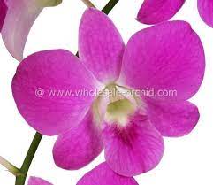 Pin On Orchids Name Dendrobium