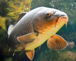 Cele peste 2 000 kg de peşte viu, de diferite specii, în sumă de peste 70 mii lei, se aflau în compartimentul marfar al automobilului în condiţii antisanitare. Priza De Fabrica CumpÄƒrarea IeftinÄƒ CumpÄƒrare Acum Peste Proaspat De Vanzare Generalpromo Ro