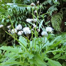 Image result for Senecio latifolius