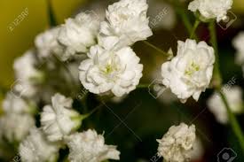 See more ideas about small flower bouquet, bouquet, small flowers. Small White Flowers Gypsophila Baby S Breath In Bouquet Stock Photo Picture And Royalty Free Image Image 42700768