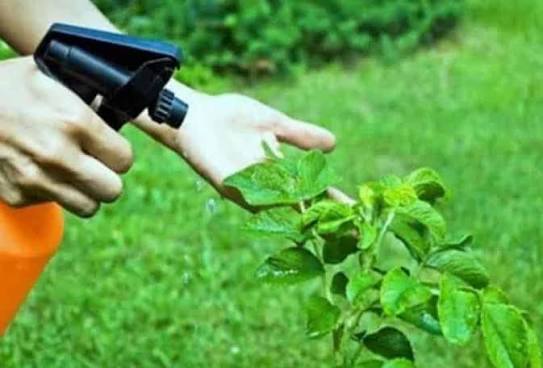 Targeted Weed Control Services