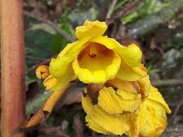 Image result for Faurea discolor