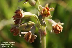 Image result for Tulbaghia acutiloba