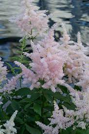 Feature Friday A Shady Surprise Plants That Love Shade Shade Garden Plants Shade Plants