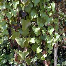 Image result for Aristolochia albida