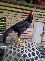 Ciri dari ayam pama saigon adalah ukuran badannya lebih besar dari ayam pama asli. 4 Teknik Melatih Ayam Bangkok Aduan Mutu Pemenang